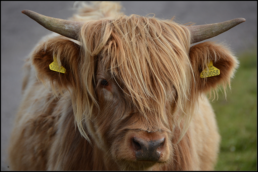 Schottisches Hochlandrind, Highland Cattle