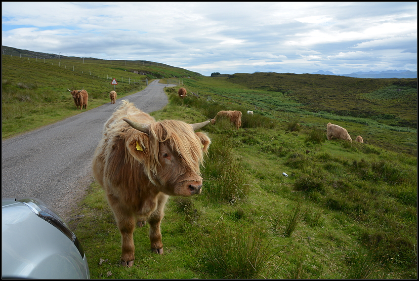Schottische Hochlandrinder, Highland Cattle