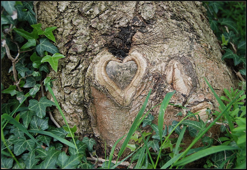 Auch Bäume haben ein Herz!  