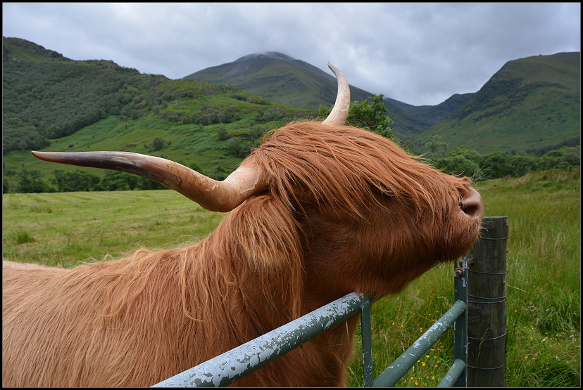 Highland Cattle Hochlandrinder im Glen Nevis