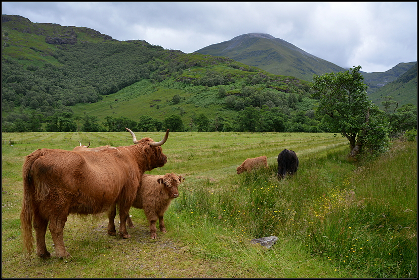 Highland Cattle Hochlandrinder im Glen Nevis