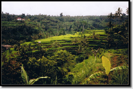 Landschaft auf Bali