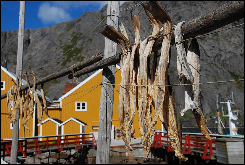 Stockfisch in Nusfjord